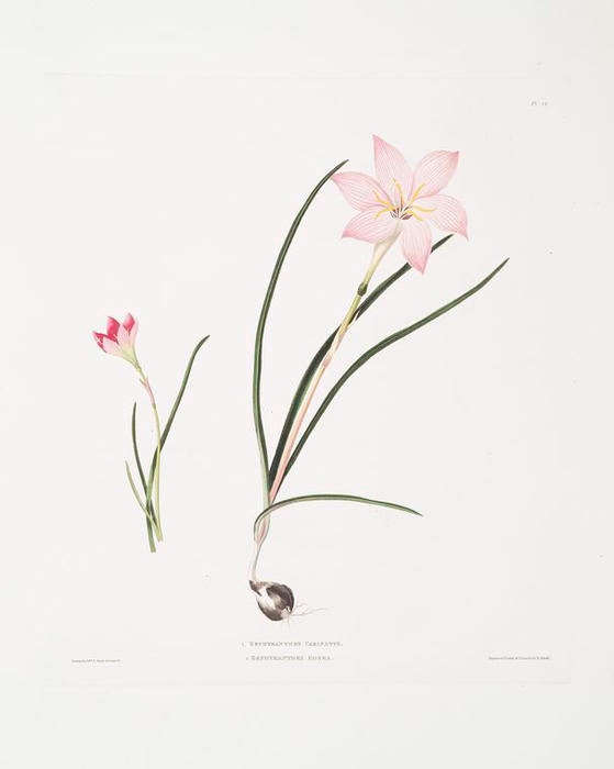1. Zephyranthes Carinatus. 2. Zephyranthes Rosea. — Robert Havell