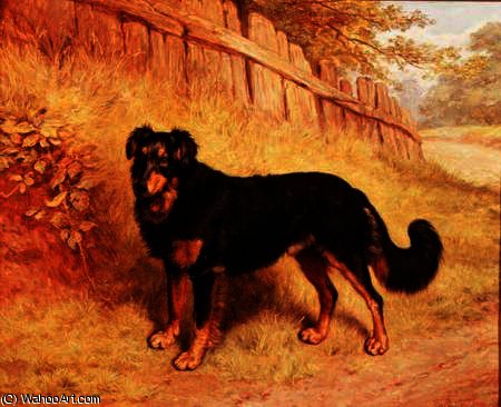 Border Collie — Frank Paton