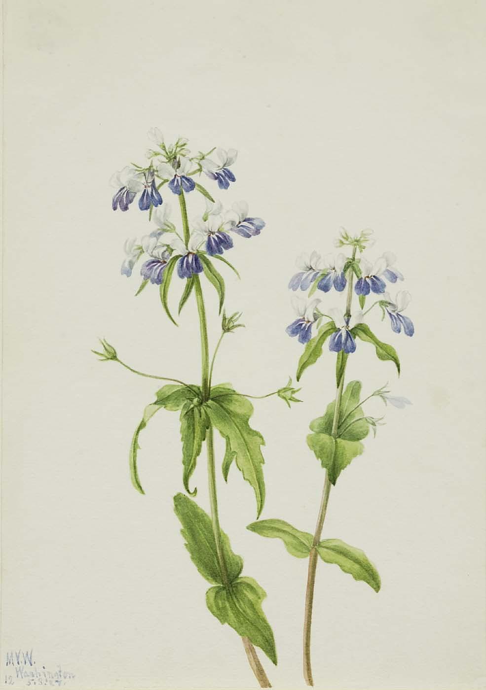 Blue Eyed Mary (collinsia Verna) — Mary Morris Vaux Walcott