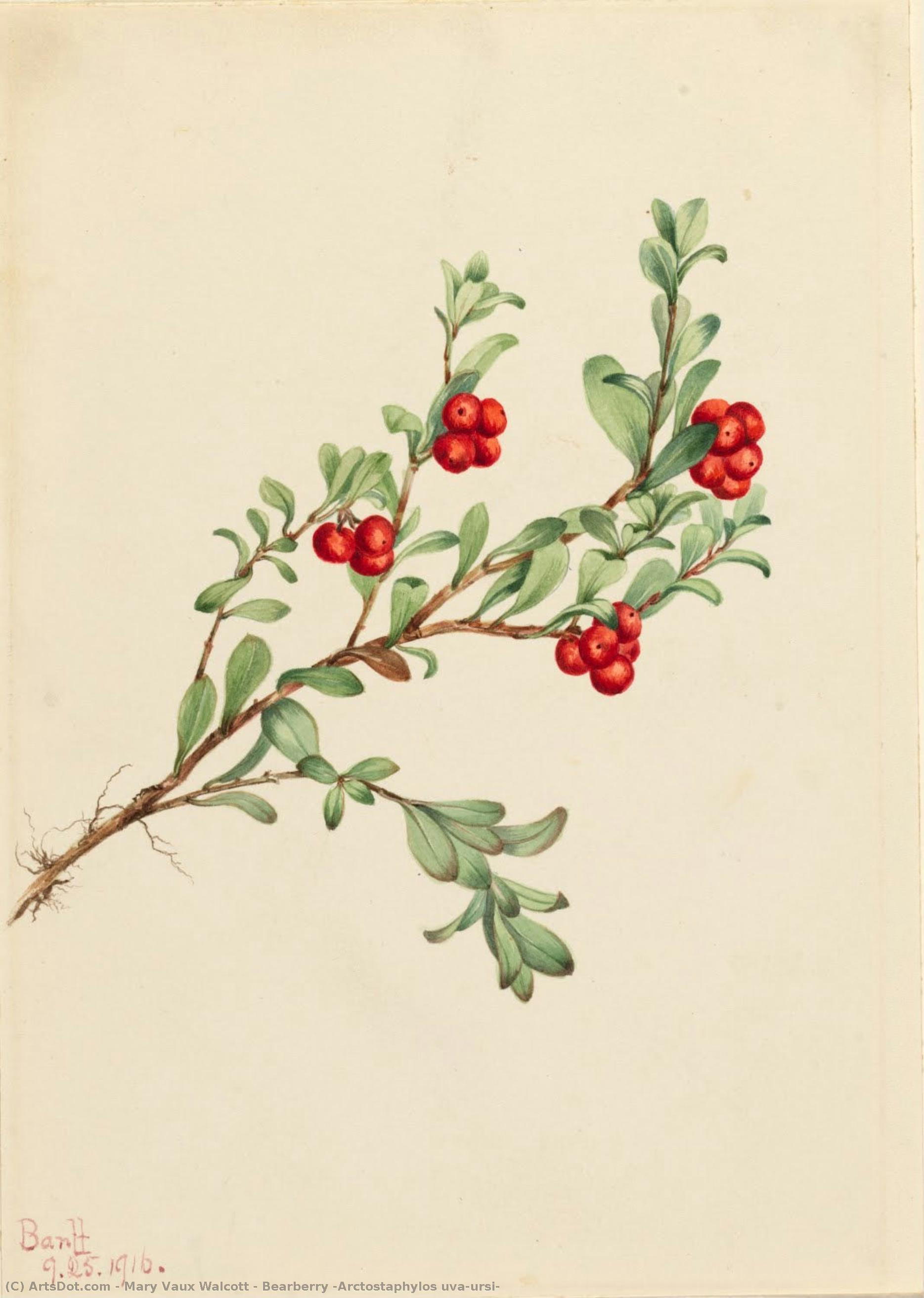 Bearberry (arctostaphylos Uva-ursi) — Mary Vaux Walcott