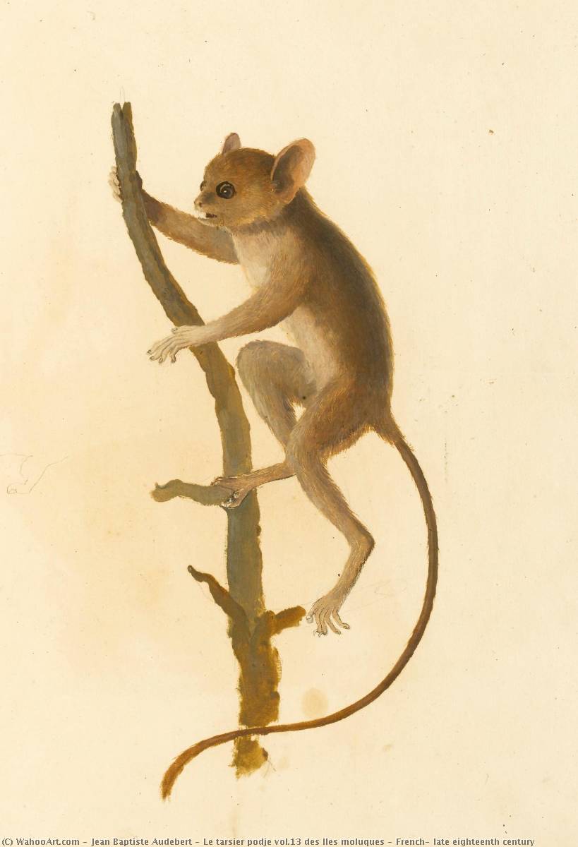 Le Tarsier Podje Vol.13 Des Iles Moluques , French, Late Eighteenth Century — Jean Baptiste Audebert