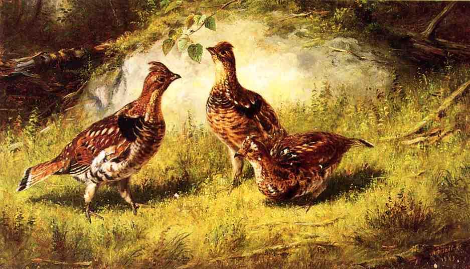 Ruffed Grouse — Arthur Fitzwilliam Tait