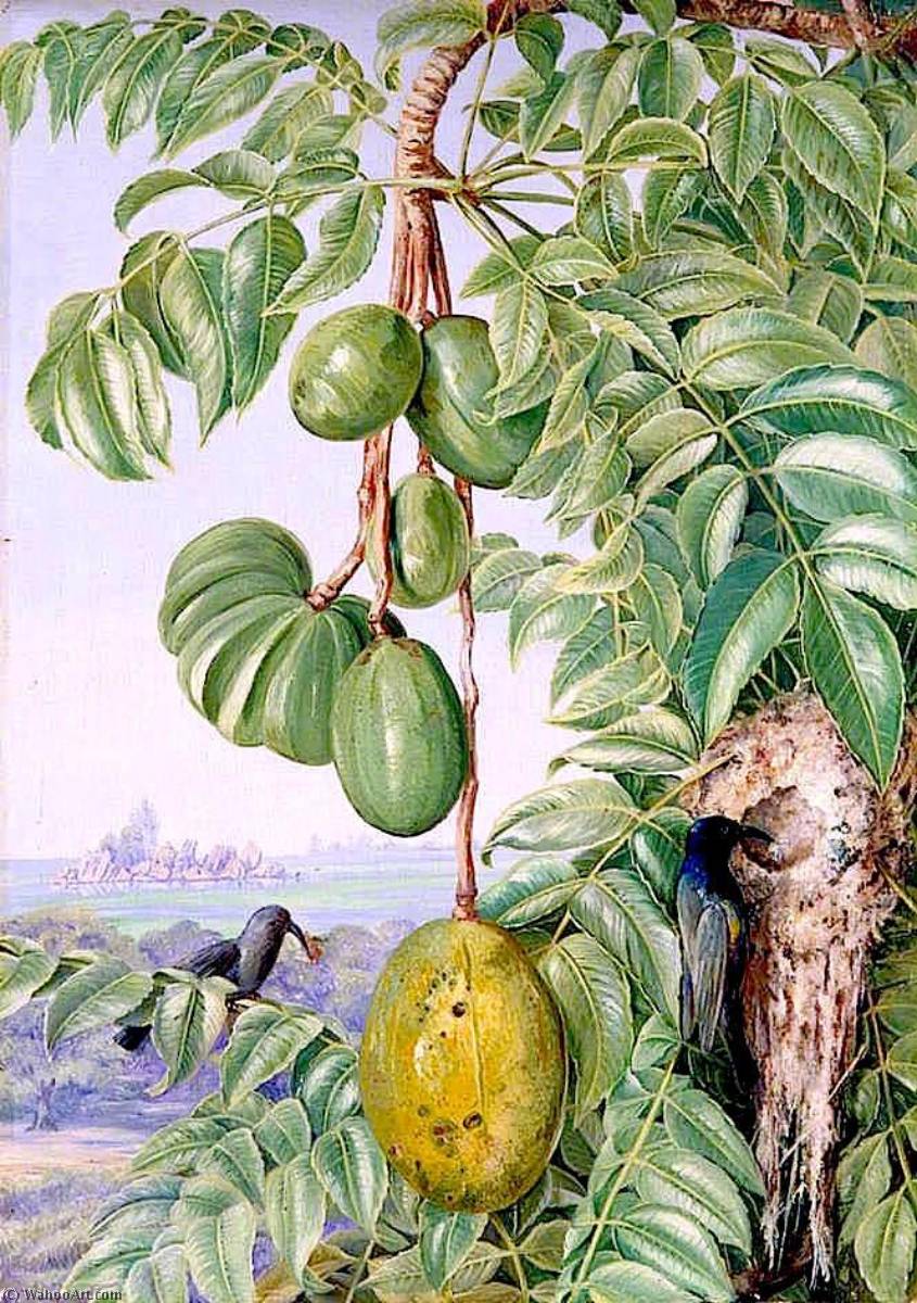 Fruit De Cythere And Sugar Birds And Nest, Seychelles — Marianne North