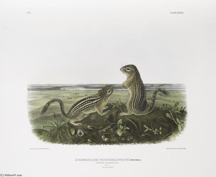 Spermophilus Tridecemlineatus, Leopard Spermophile. Natural Size. Male And Female — John James Audubon