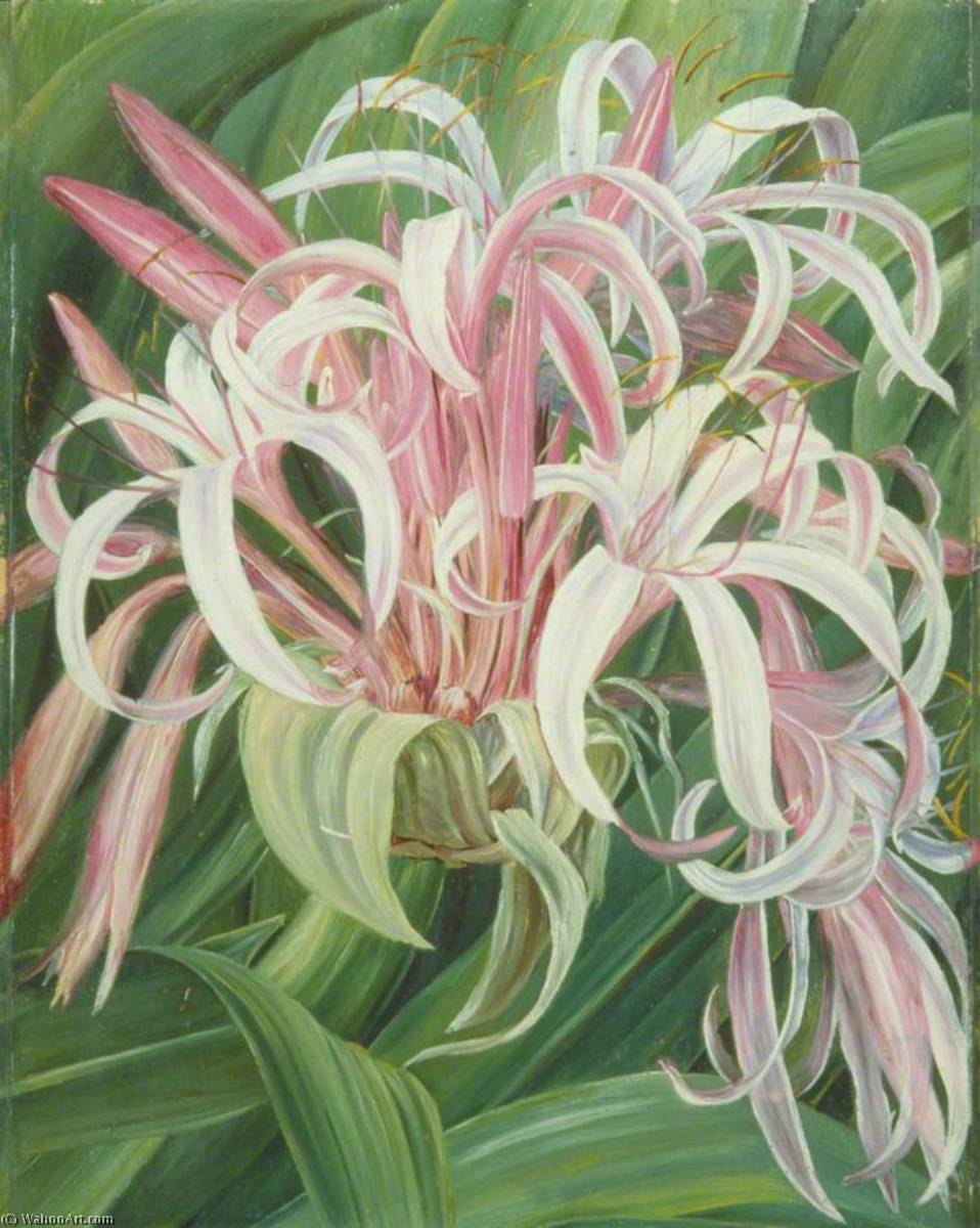 A Cultivated Crinum, Painted In Borneo — Marianne North