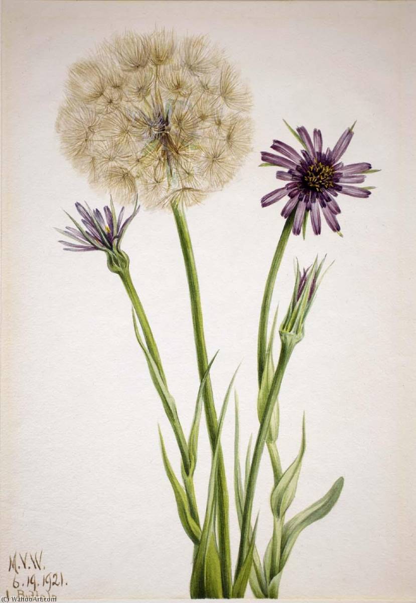 Salsify (tragopogon Porrifolius) — Mary Vaux Walcott