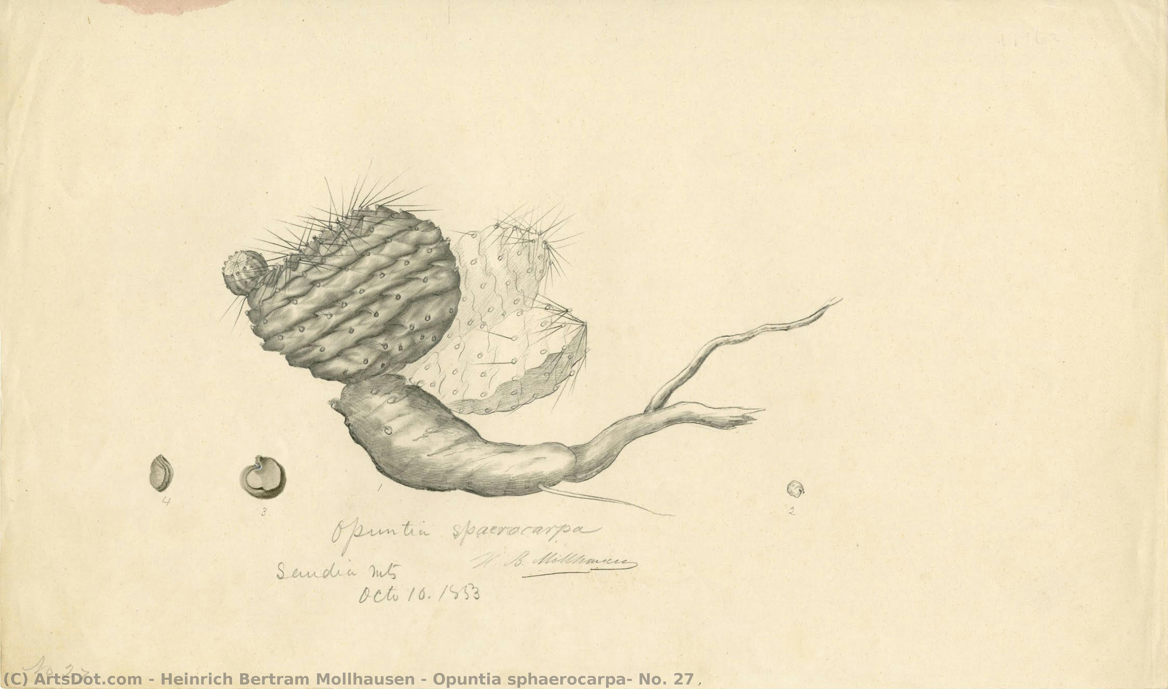 Opuntia Sphaerocarpa, No. 27 — Heinrich Bertram Mollhausen