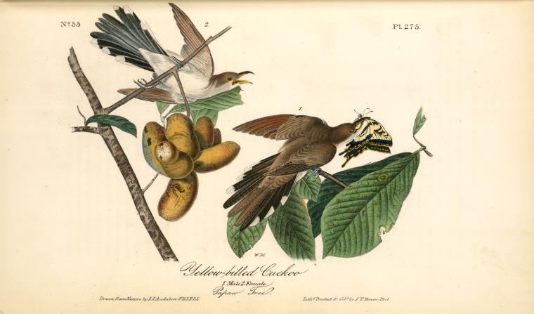 Yellow-billed Cuckoo. 1. Male. 2. Female. (papaw Tree) — John James Audubon