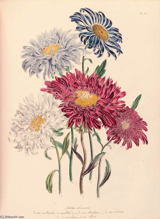 The Ladies' Flower Garden - (11) — Jane Loudon