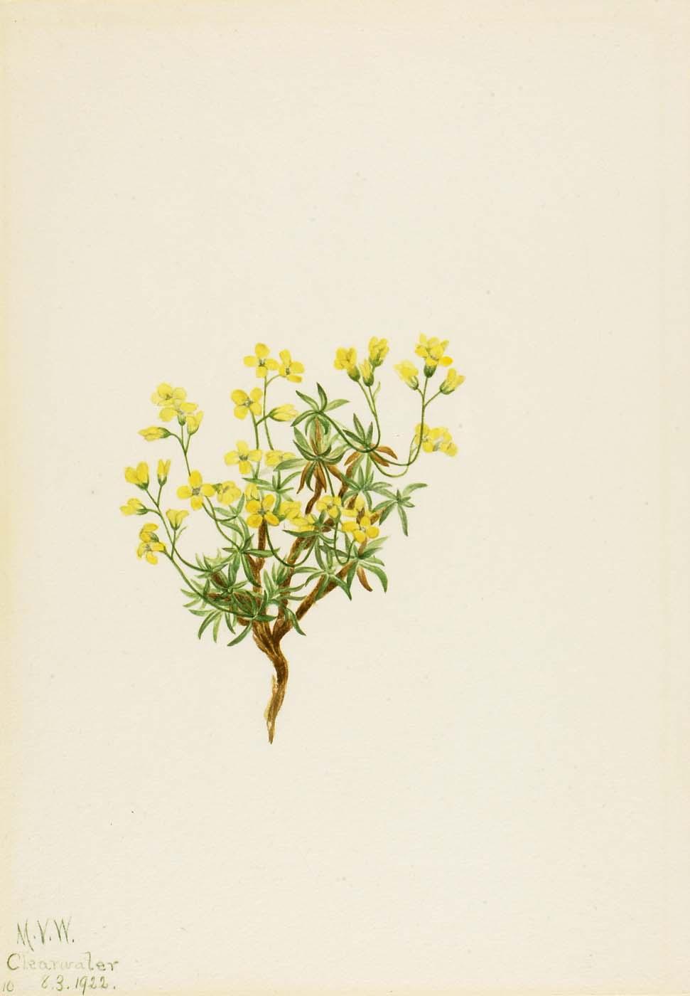 Yellow Willow Grass — Mary Vaux Walcott