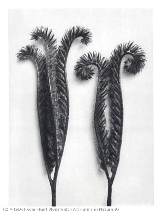 Art Forms In Nature 97 — Karl Blossfeldt