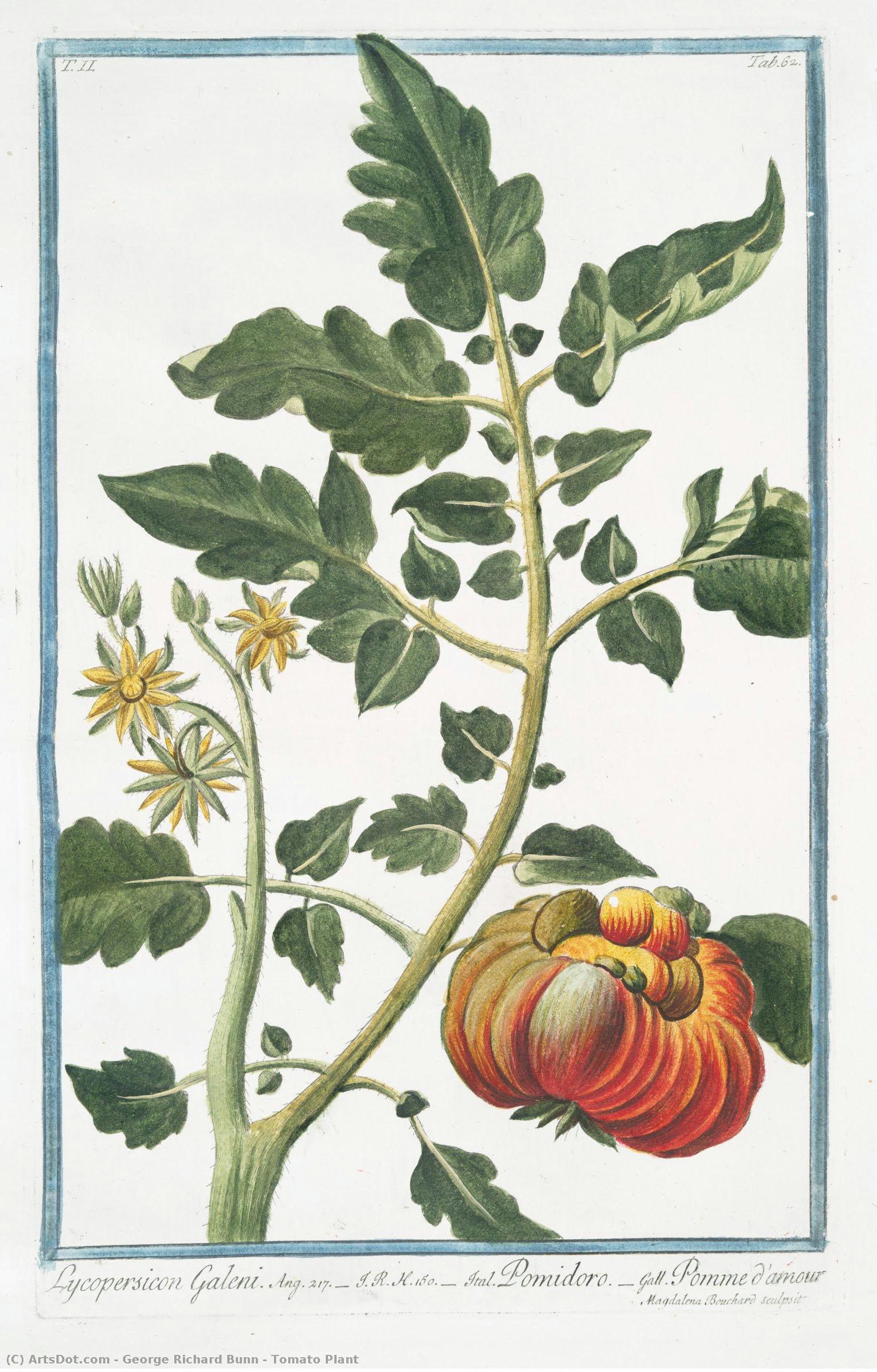 Tomato Plant — George Richard Bunn