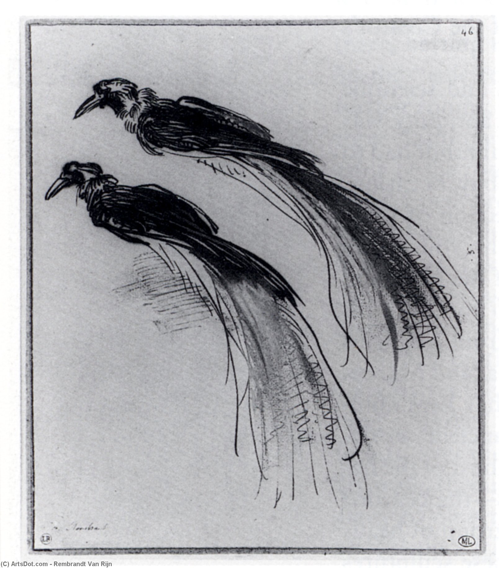 Dos Estudios Sobre Una Flor De Pascua — Rembrandt Van Rijn