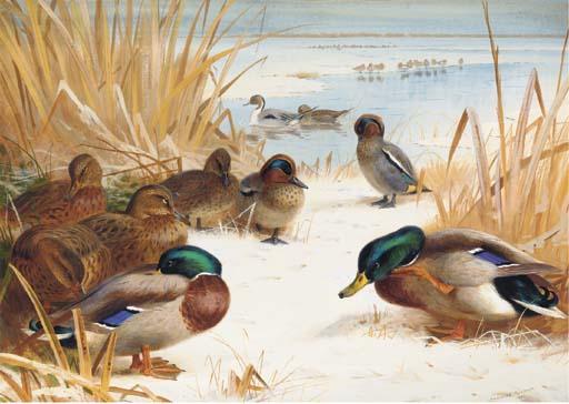 Mallard And Teal In The Snow 1 — Archibald Thorburn