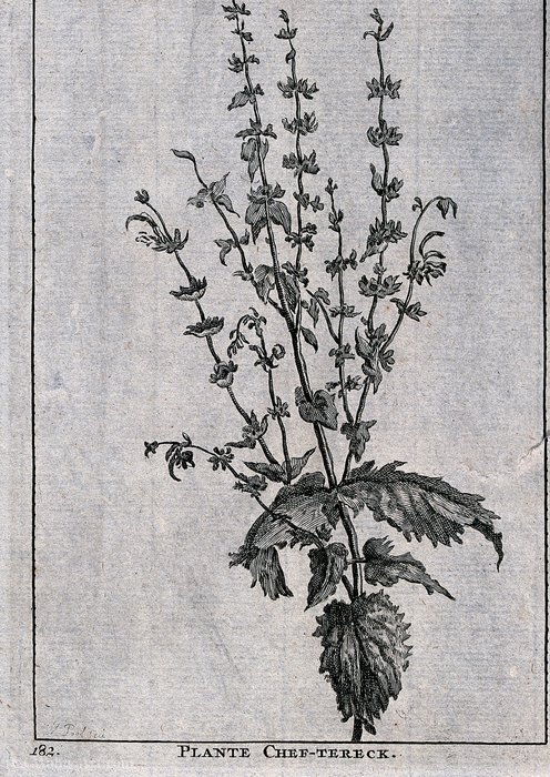 Plante Chef-tereck — Matthys Pool