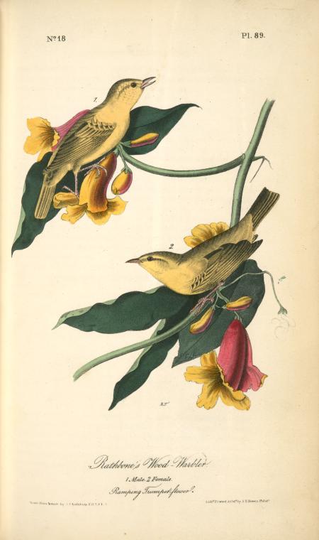 Rathbone's Wood-warbler. 1. Male. 2.female — John James Audubon