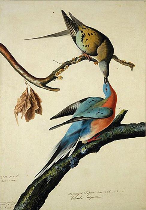 Passenger Pigeon — John James Audubon