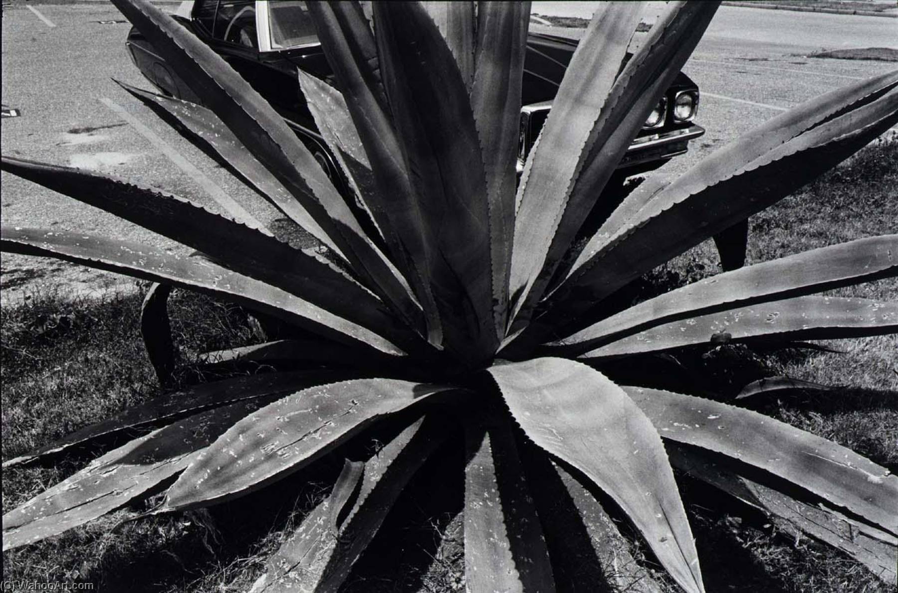 Untitled (cactus) — Paul Hester