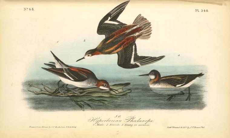Hyperborean Phalarope. 1. Male. 2. Female. 3. Young In Autumn — John James Audubon