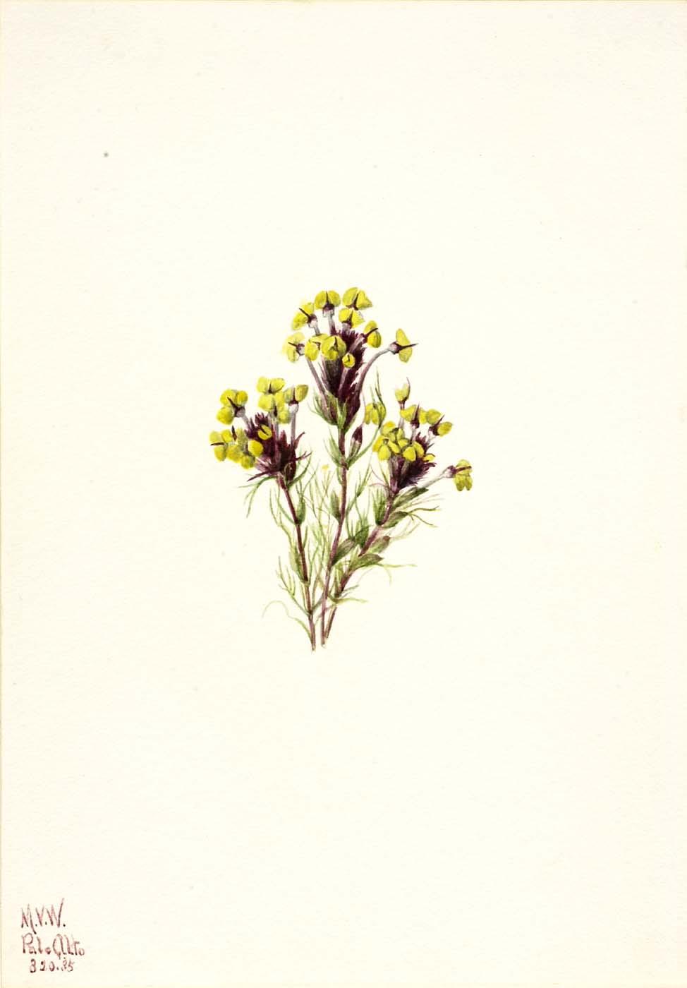 Owl's Clover (orthocarpus Erianthus) — Mary Vaux Walcott