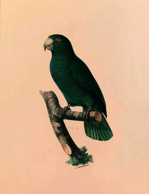 Amazona Vittata — Жак Баррабан