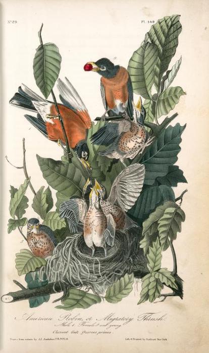 American Robin, Or Migratory Thrush . 1. Males. 2. Female. 3. Young. (chesnut Oak. Quercus Prinus.) — Джон Джеймс Одюбон