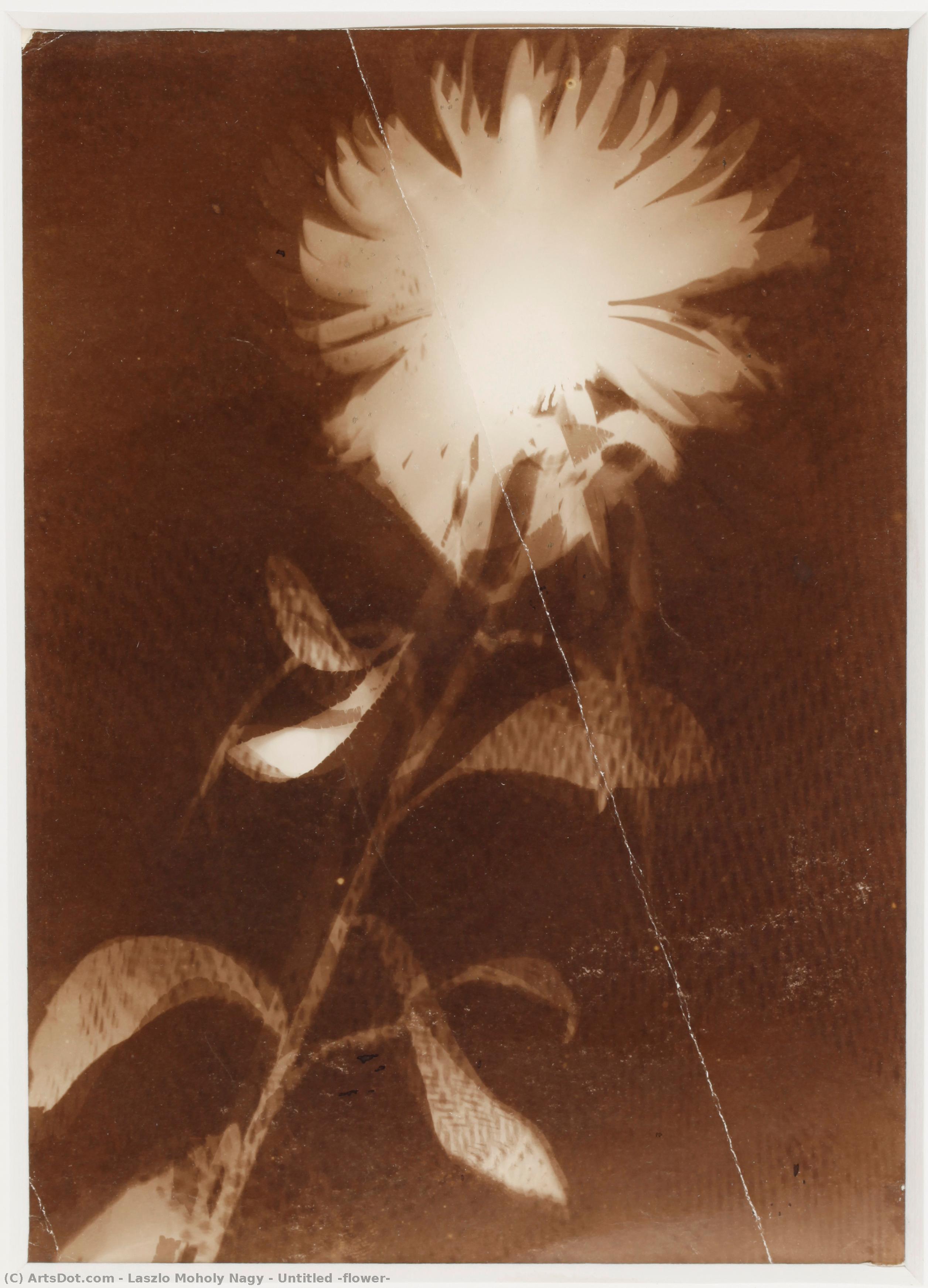 Untitled [flower] — László Moholy-nagy