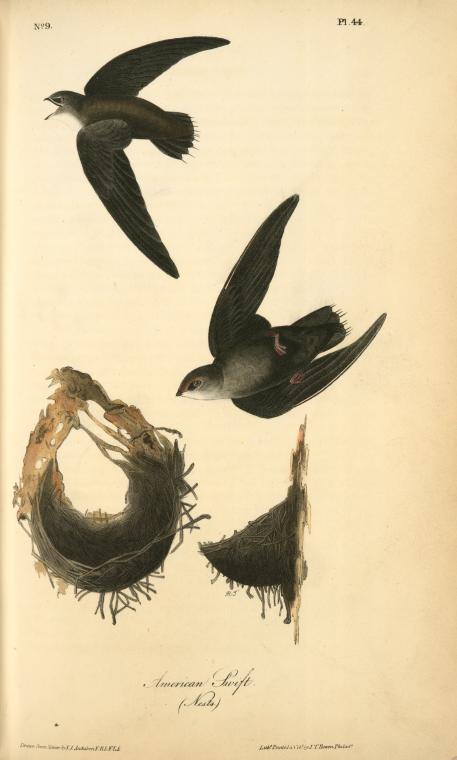 American Swift. (nests) — ジョン・ジェームズ・オーデュボン