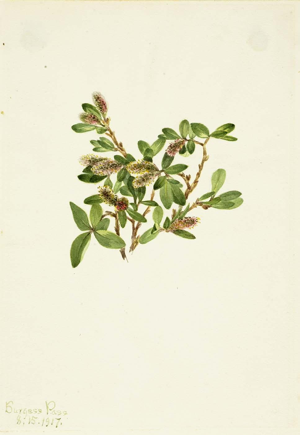 Rock Willow (salix Petrophila) — Mary Morris Vaux Walcott