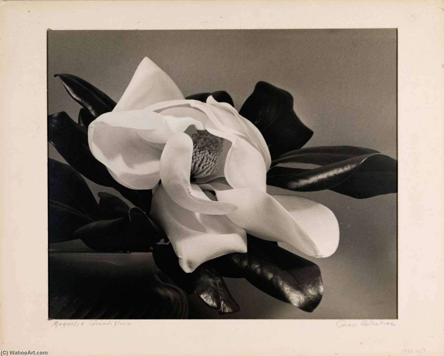 Magnolia Grandiflora — Grace M Ballentine