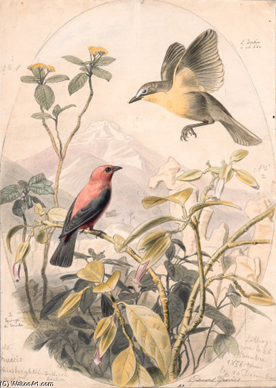 Icteria Auricollis Et Pyranga Rubra — Edouard Traviès