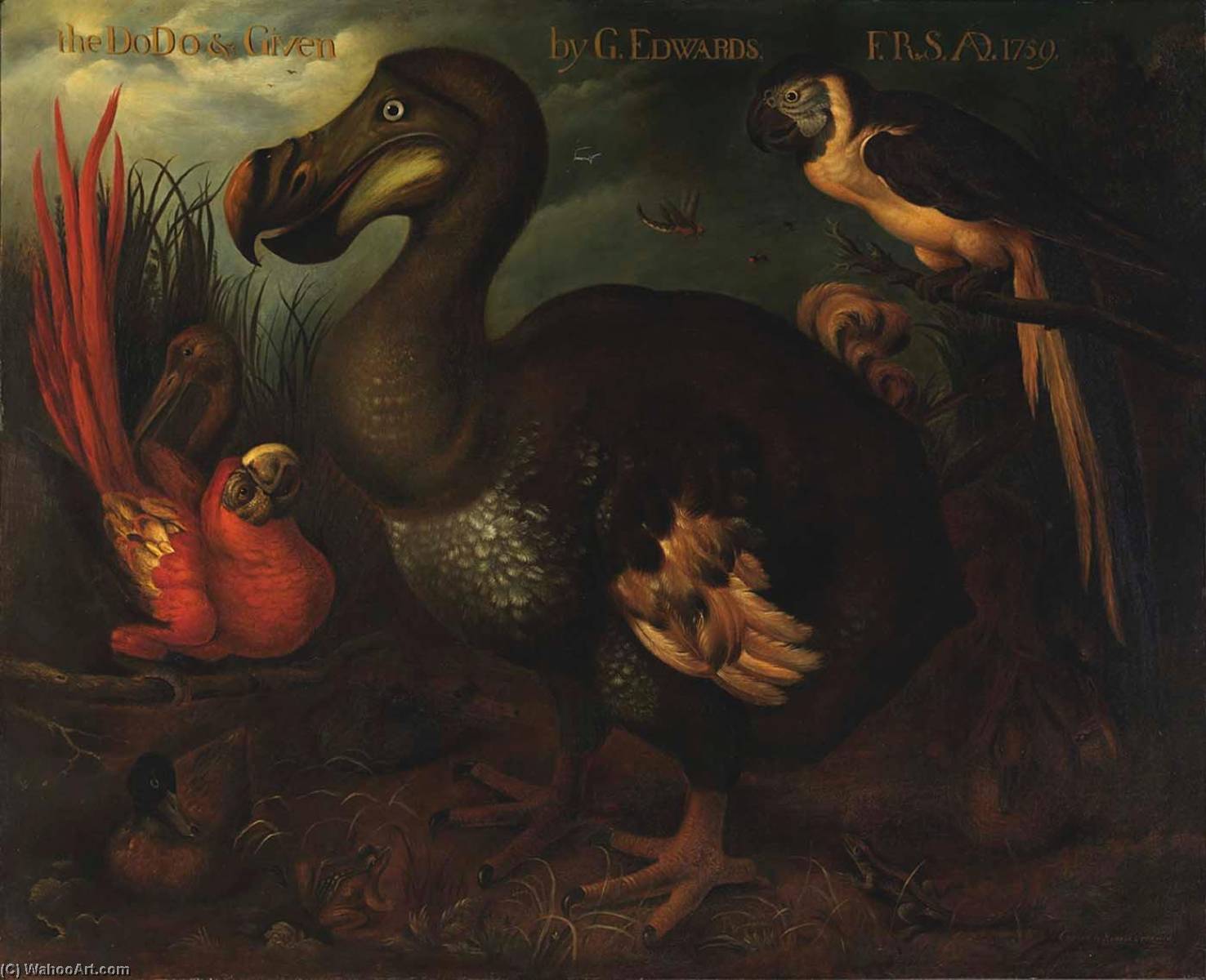The Dodo And Given — Henrik Grönvold