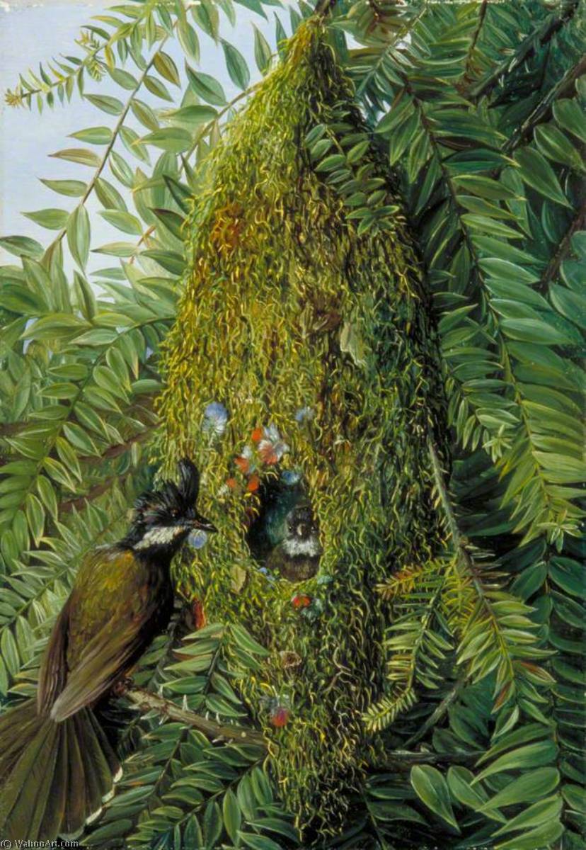 Nest Des Peitschenflüglers Im Bunya-bunya-baum, Queensland — Marianne North