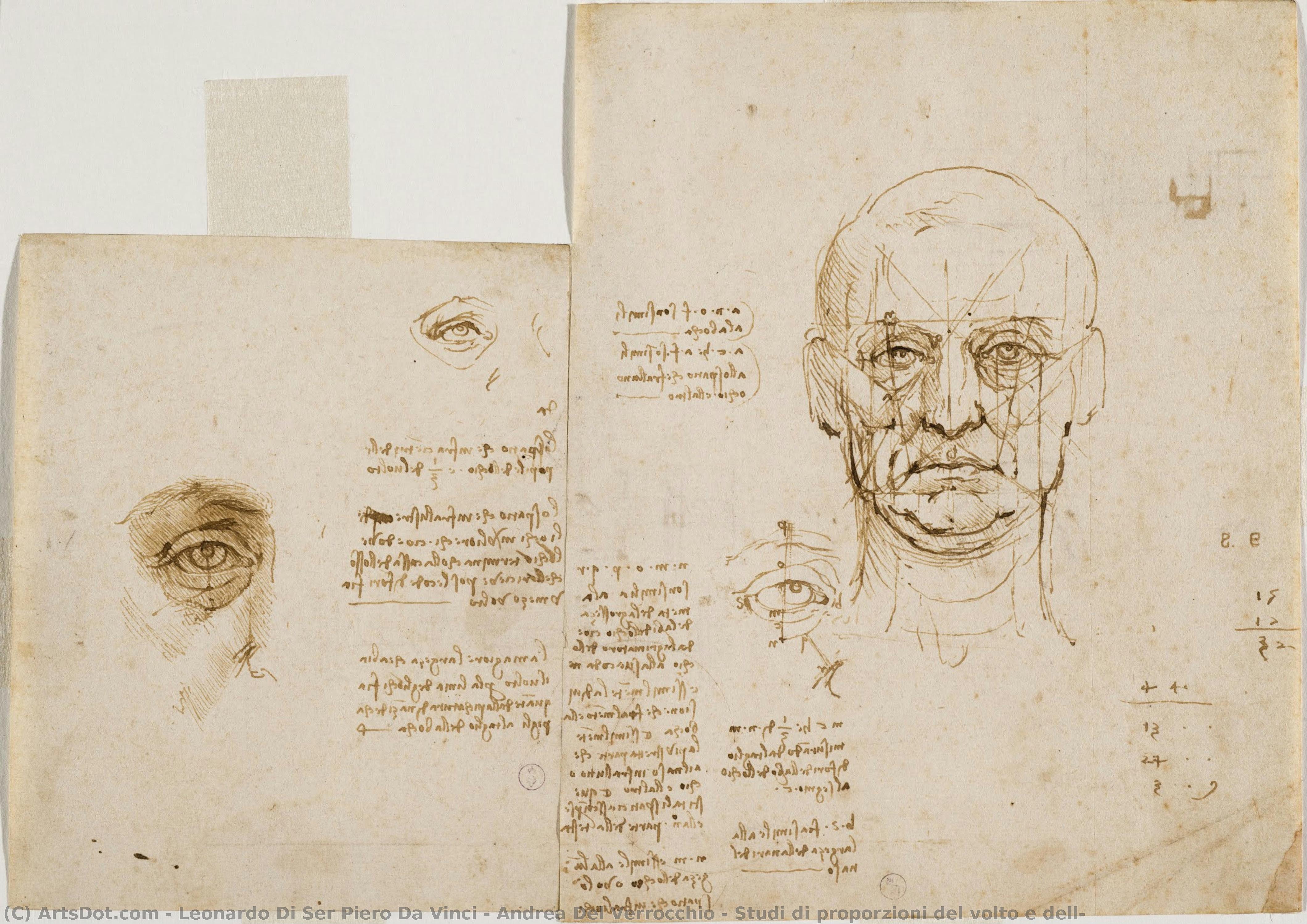 Studi Di Proporzioni Del Volto E Dell — レオナルド・ダ・ヴィンチ & アンドレア・デル・ヴェロッキオ