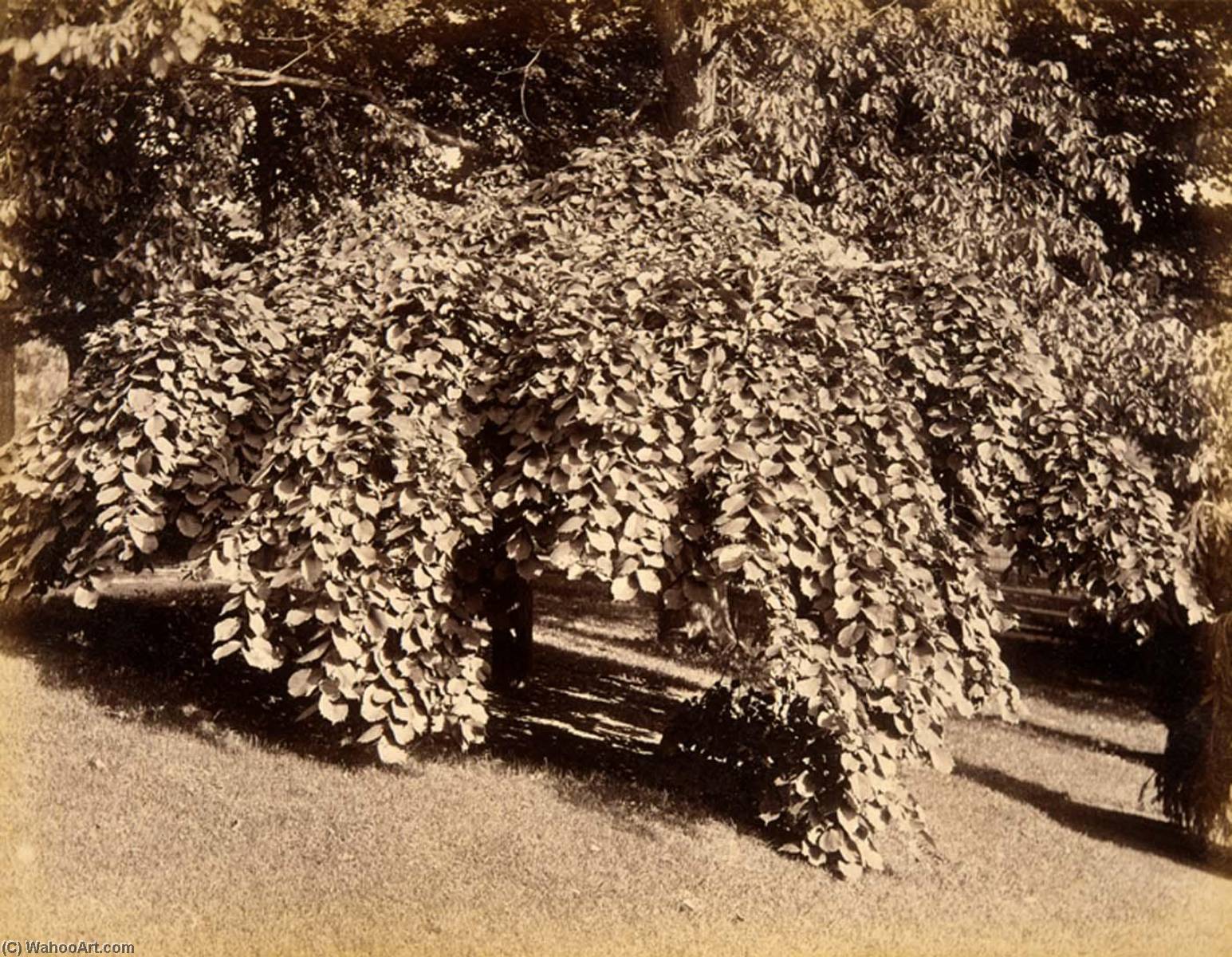 Weeping Elm, From The Album Views Of Charlestown, New Hampshire — Gotthelf Pach