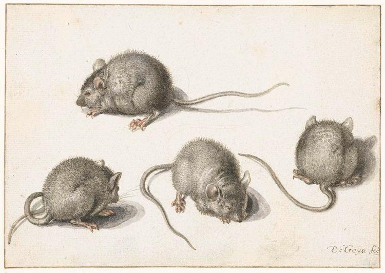 Four Studies Of Mice — Jacob De Gheyn Ii