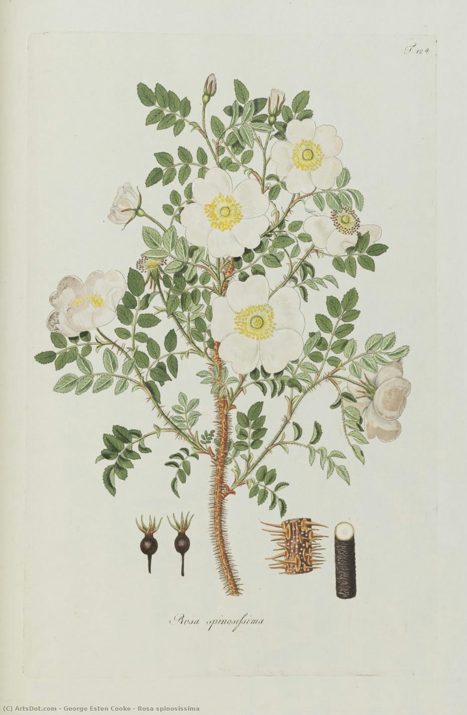 Rosa Spinosissima — George Esten Cooke