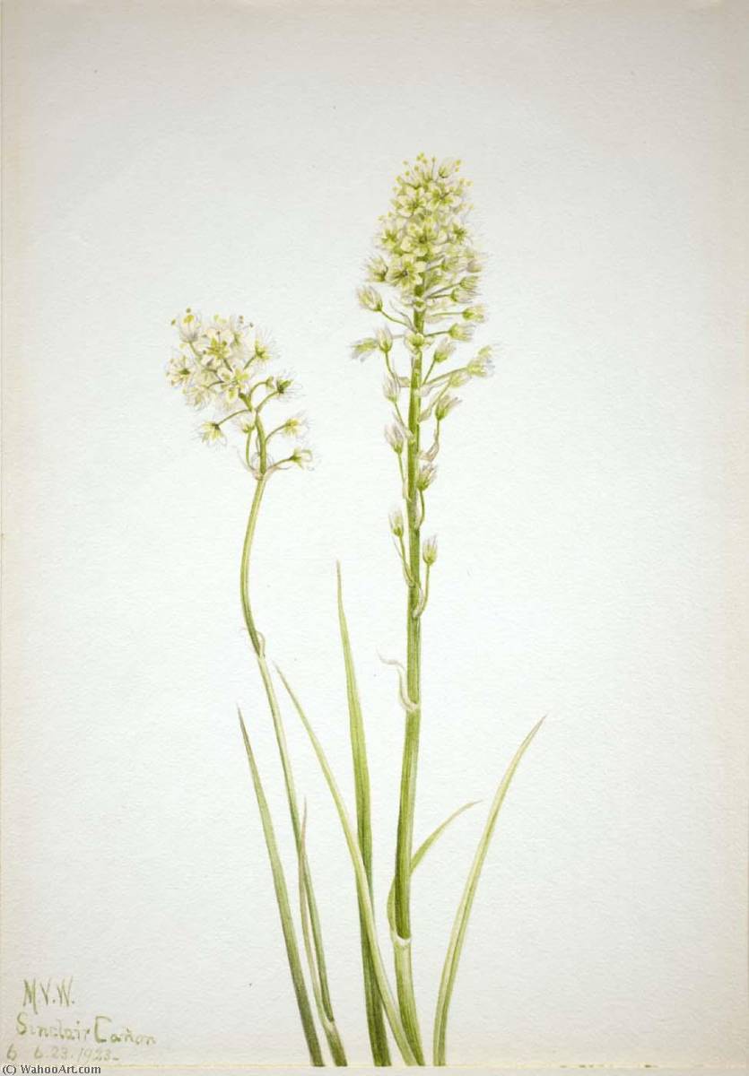 Death Camas (zygadenus Venenosus) — Mary Vaux Walcott