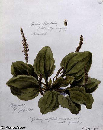 Greater Plantain, — William James Linton
