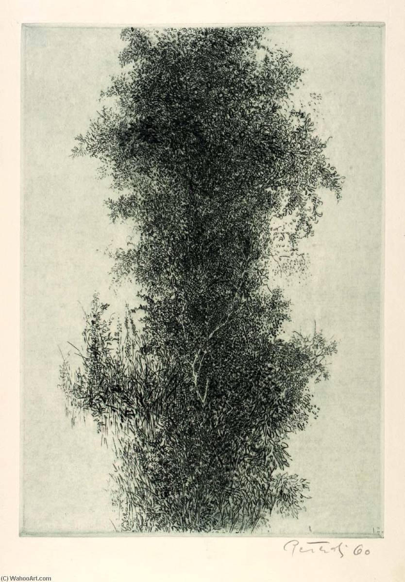 Wisteria — Gabor Peterdi