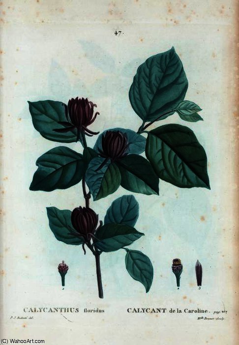 Calycanthus Floridus — Pierre Joseph Redouté