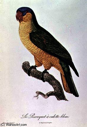 Blue-capped Parrot — Jacques Barraband
