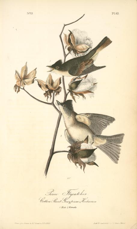 Pewee Flycatcher. 1. Male; 2. Female. (cotton Plant. Gossypium Herbaceum) — John James Audubon