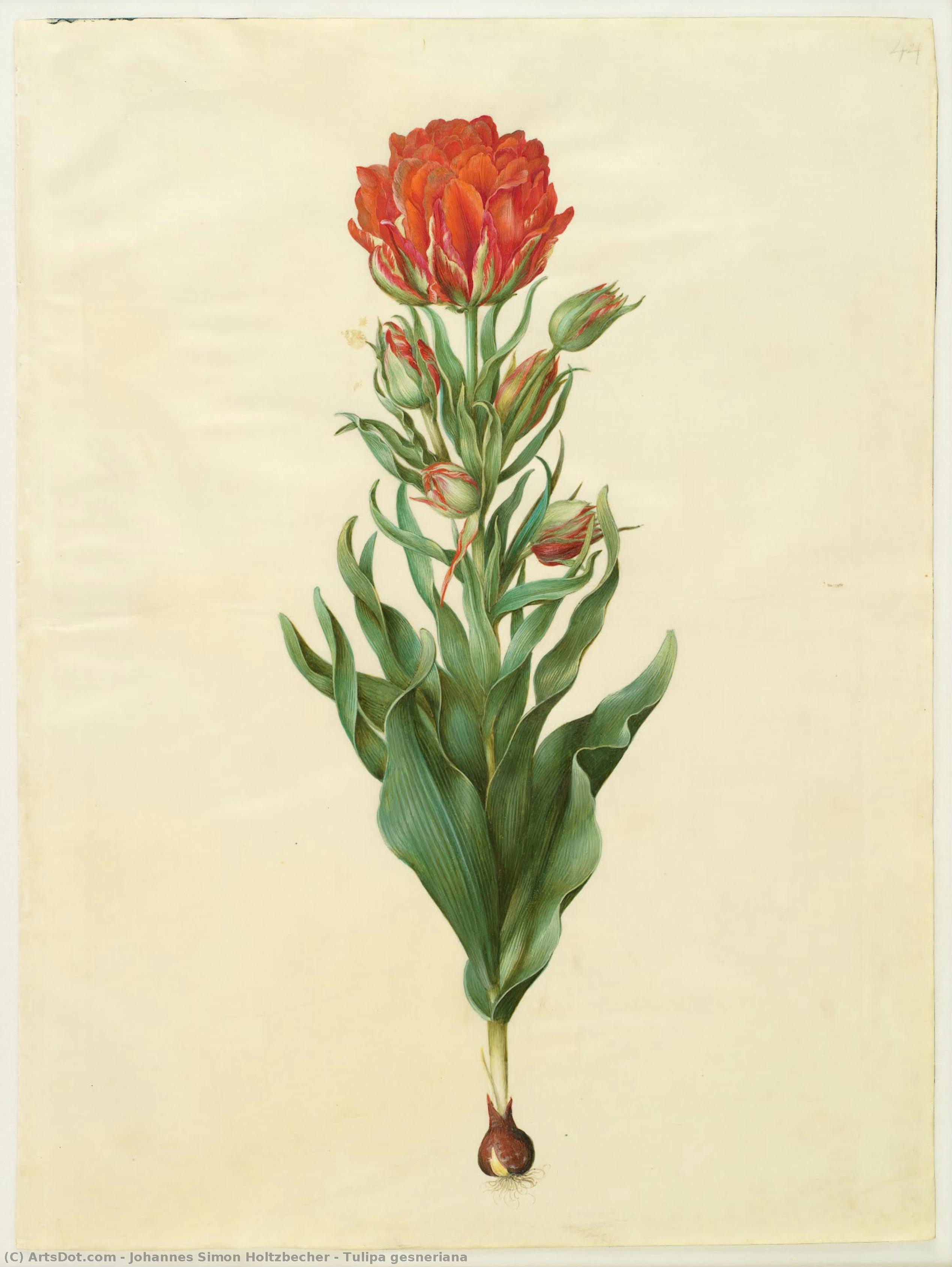 Tulipa Gesneriana — Johannes Simon Holtzbecher