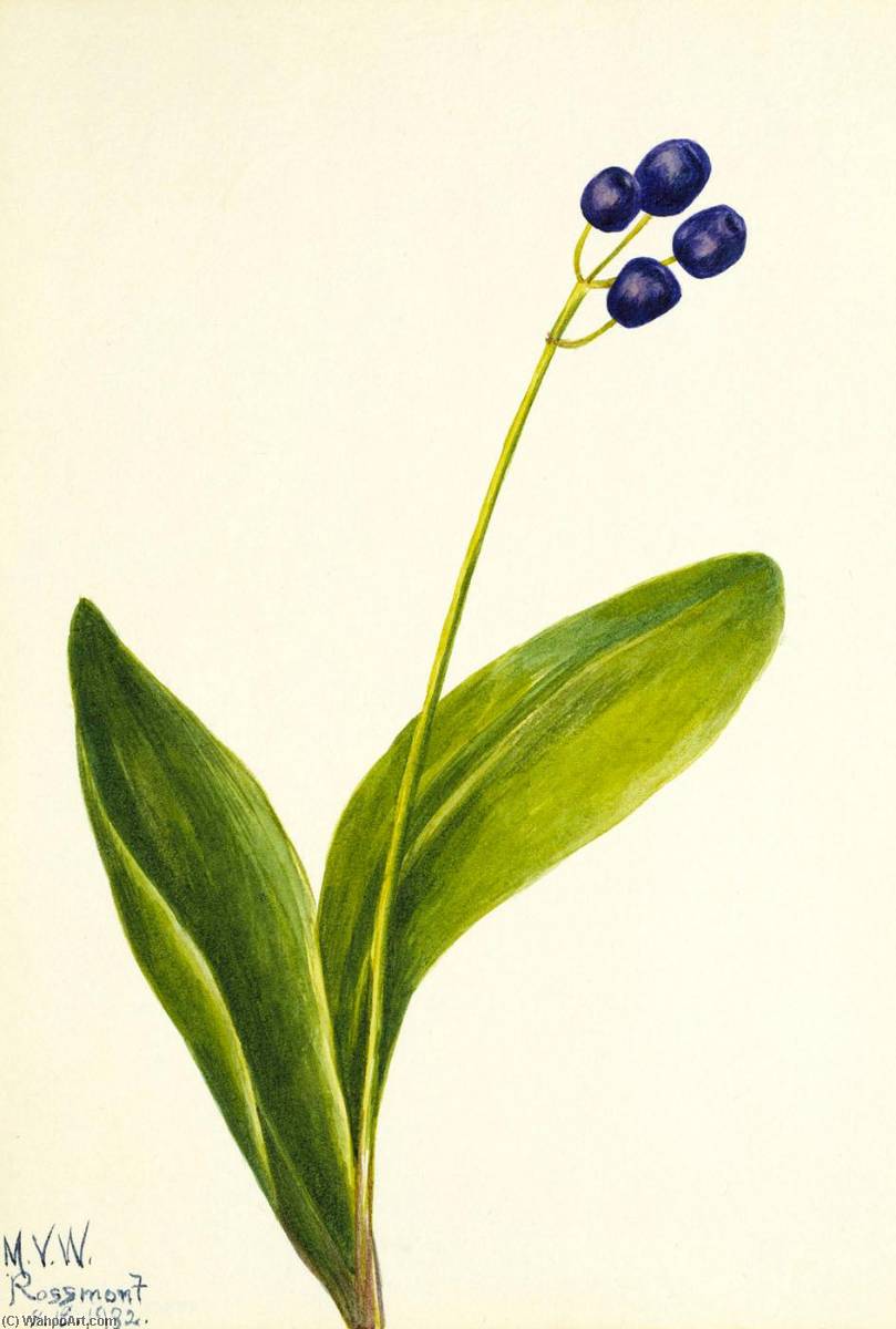Blue Bead (clintonia Borealis) — Mary Morris Vaux Walcott