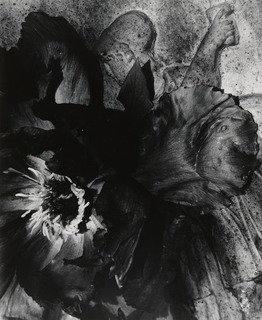 Tree Peony Blossom Near An Old Urn — Walter Chappell
