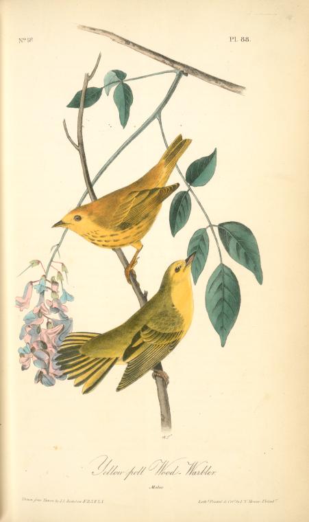 Yellow-poll Warbler. Males — Джон Джеймс Одюбон