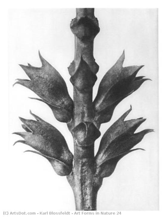 Art Forms In Nature 24 — Karl Blossfeldt