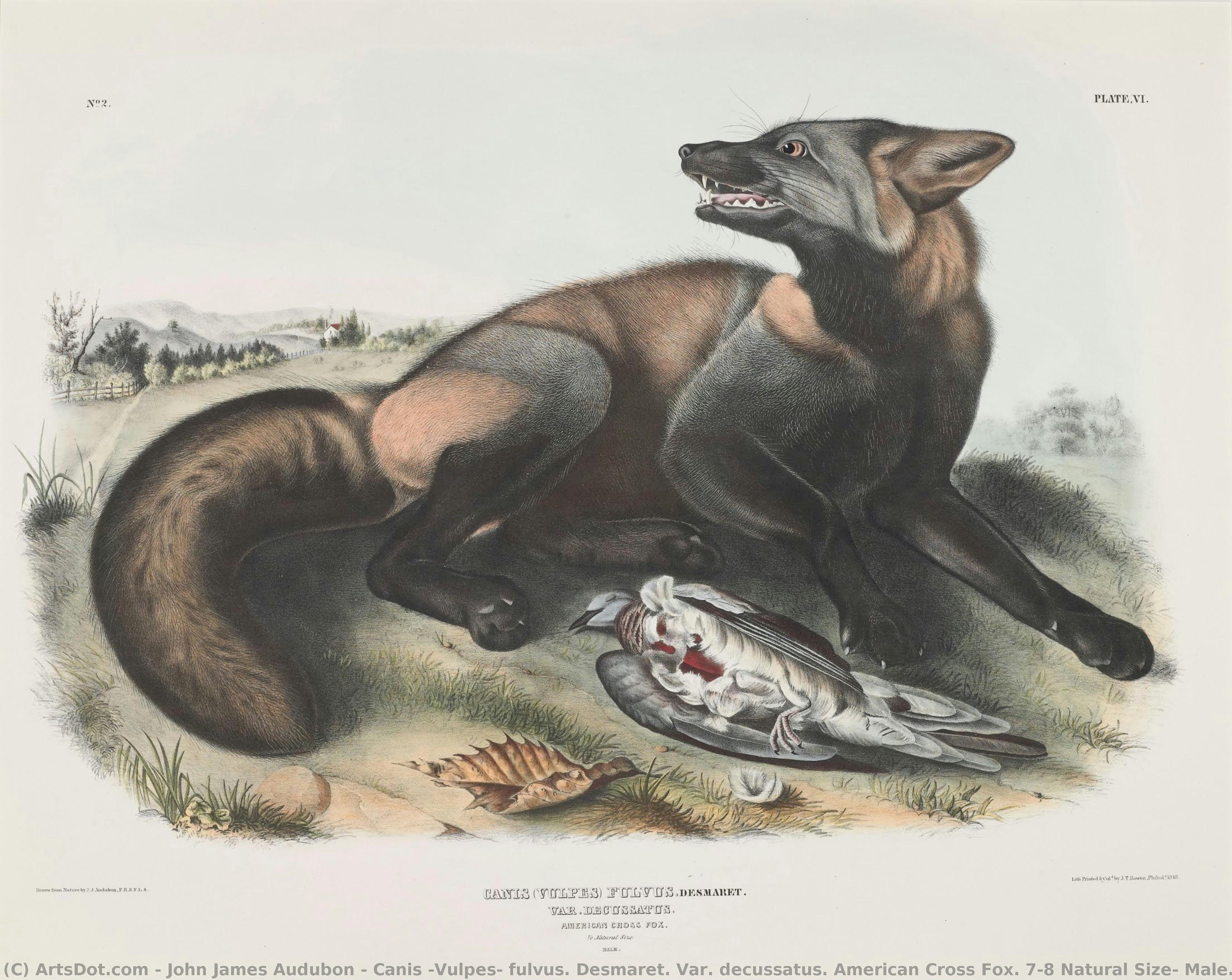 Canis (vulpes) Fulvus. Desmaret. Var. Decussatus. Amerikanischer Kreuzfuchs. 7/8 Naturgröße, Männlich. — John James Audubon