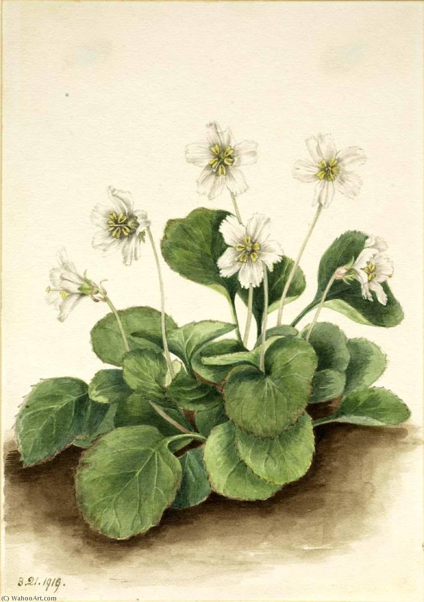 Oconee Bells (shortia Galacifolia) — Mary Vaux Walcott